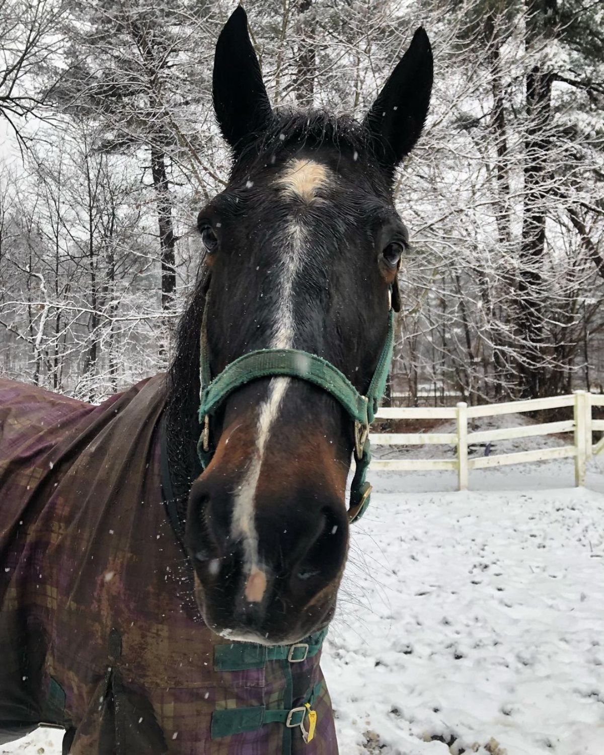 A curious brown horse looks into a camera.