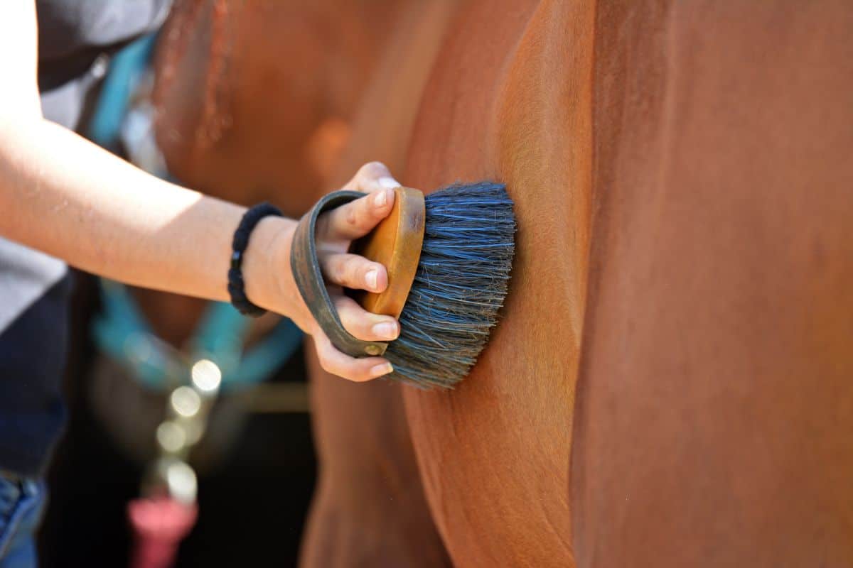 A human brushing a brown horse with a brush.