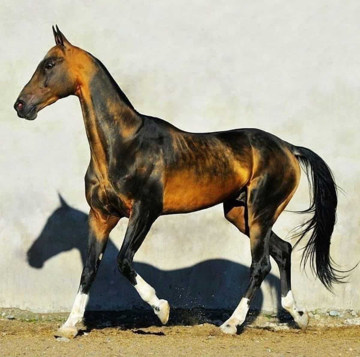 A brown-black Akhal-Teke horse.