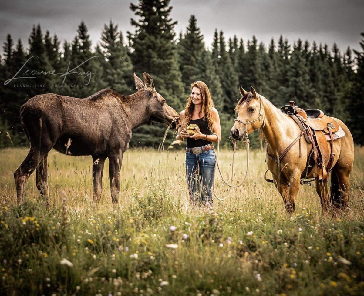 A woman feeds a moose and a horse.