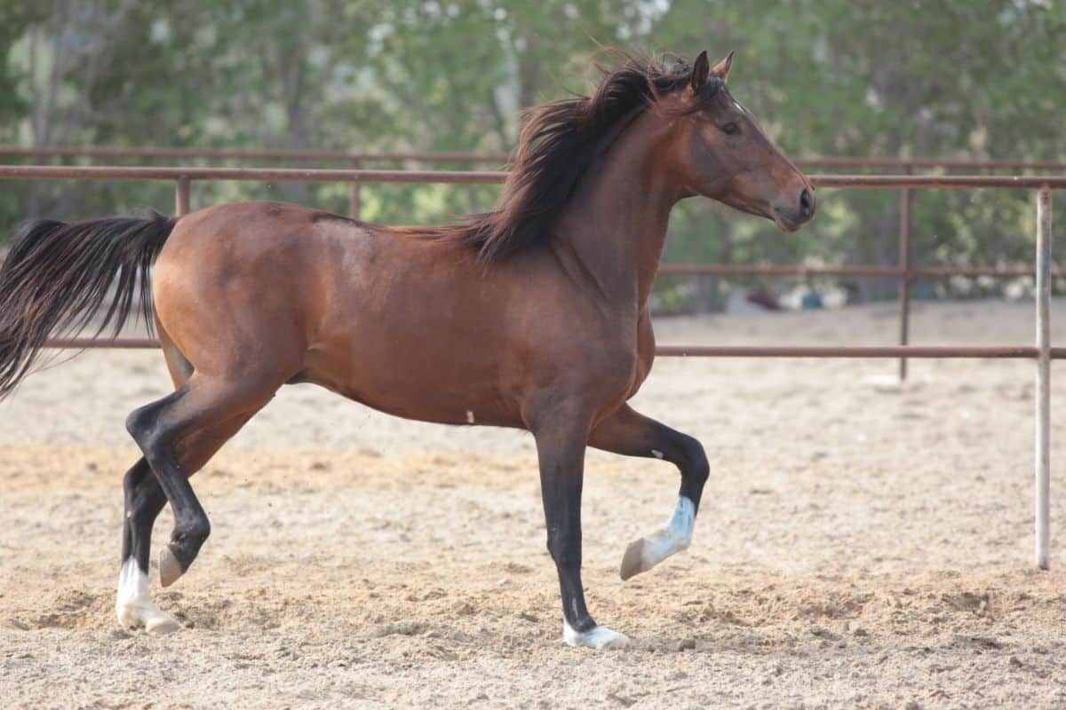 A stomping brown horse on a ranch.