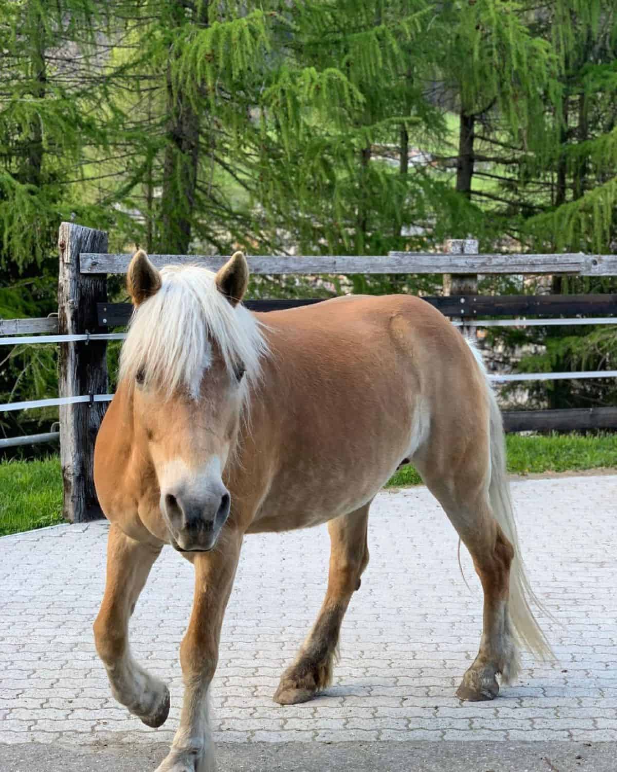 A brown Haflinger horse with a white tail and mane.