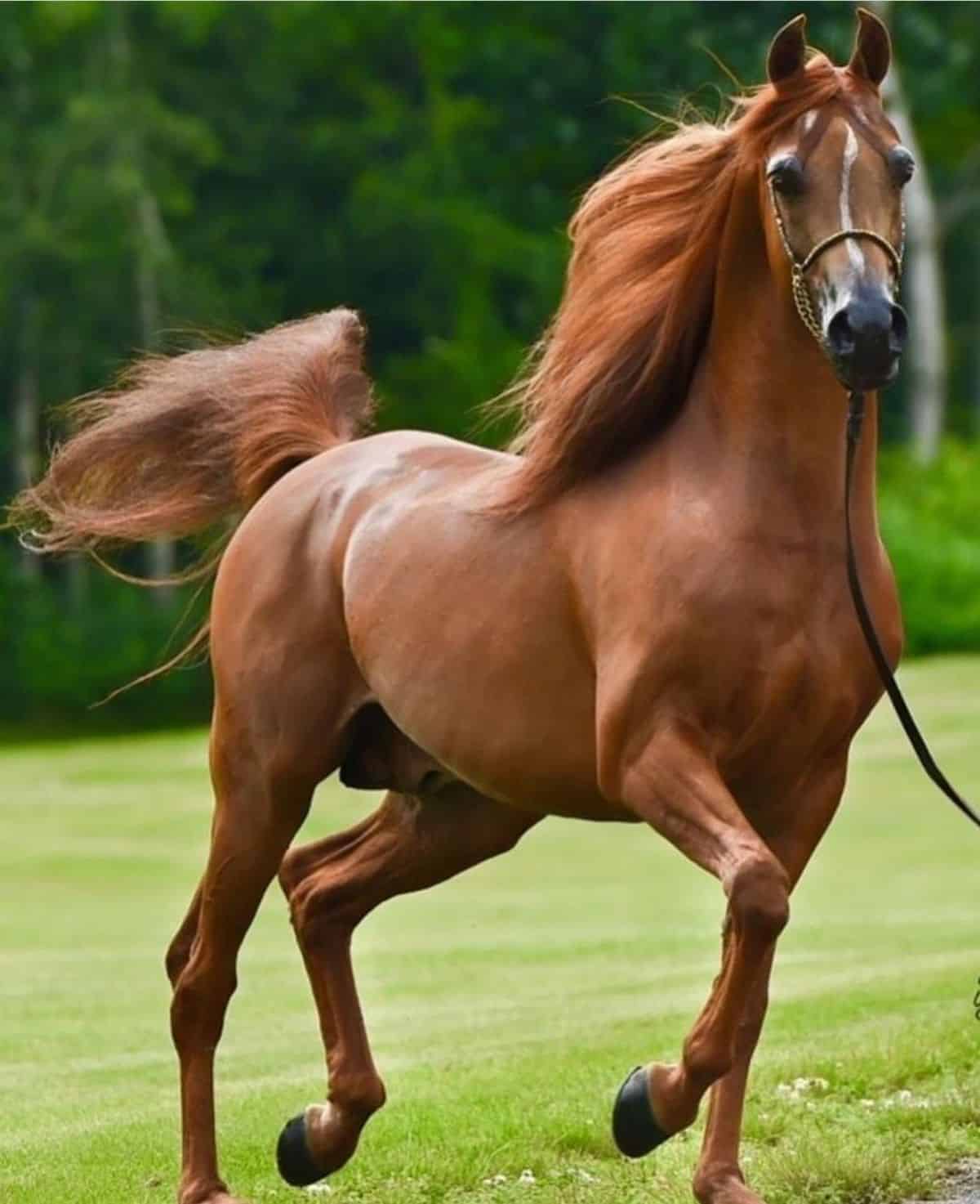 A bown Arabian horse walks on a green lawn.