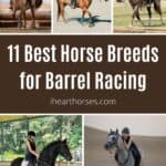 11 Best Horse Breeds for Barrel Racing pinterest image.