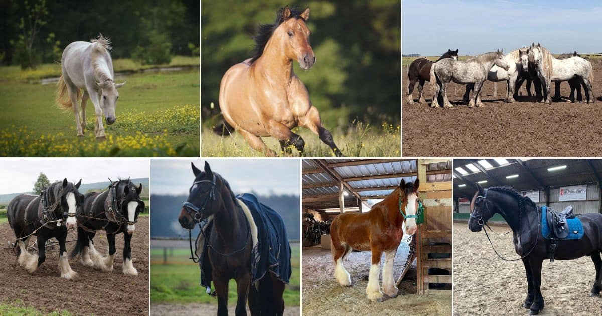 11 Best Horse Breeds for Ranch Work facebook image.