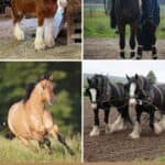 11 Best Horse Breeds for Ranch Work pinterest image.