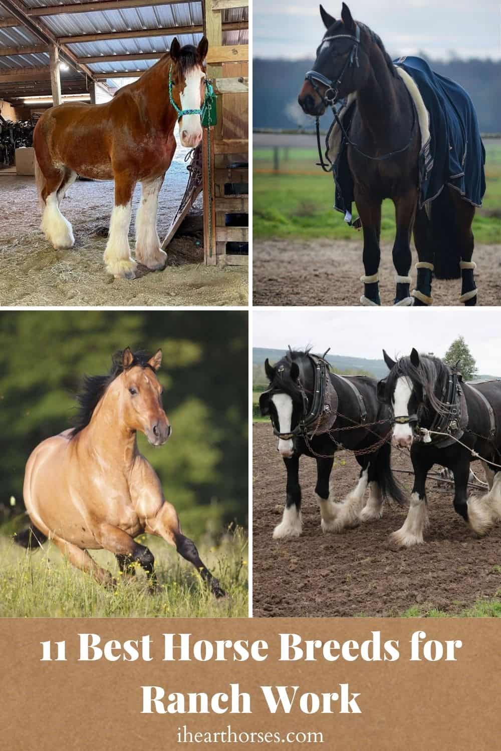 11 Best Horse Breeds for Ranch Work