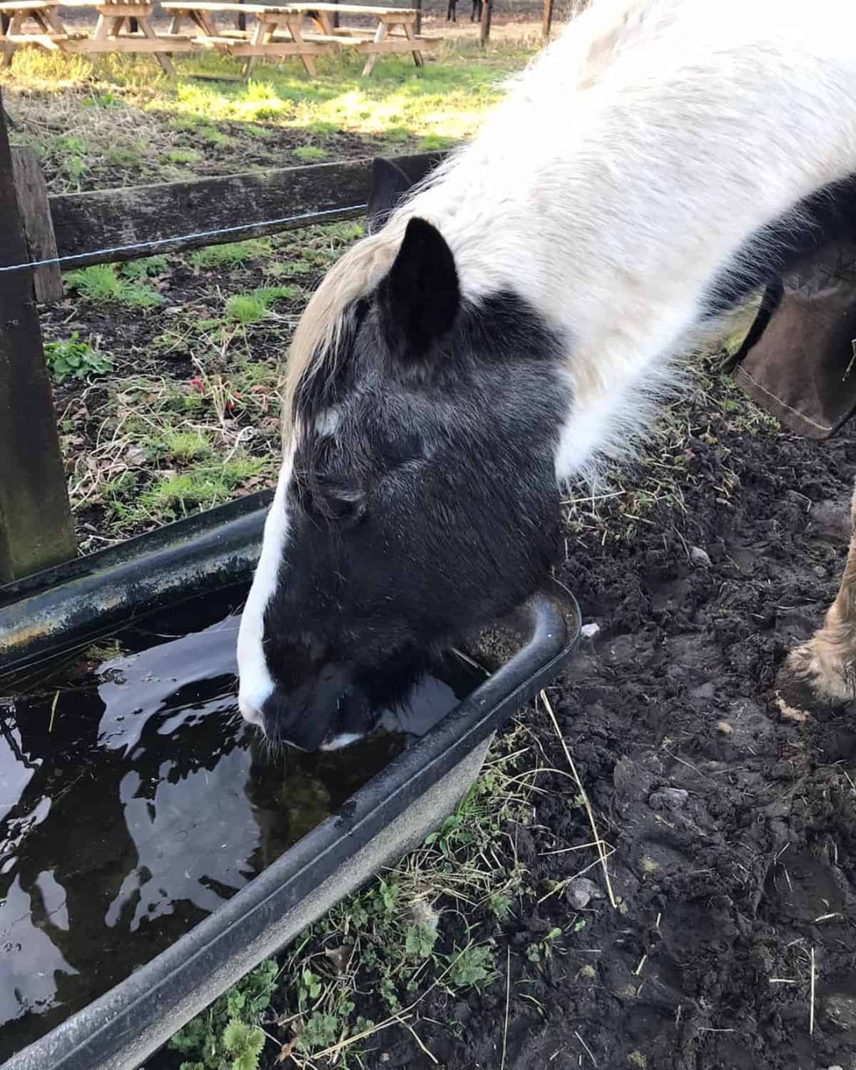 A black-white horse drinking water from a water storage.