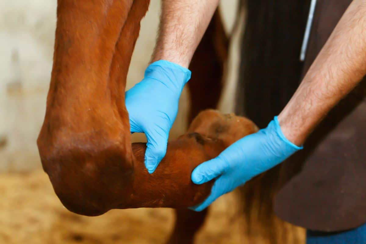 A veterinarian examing a horse leg.