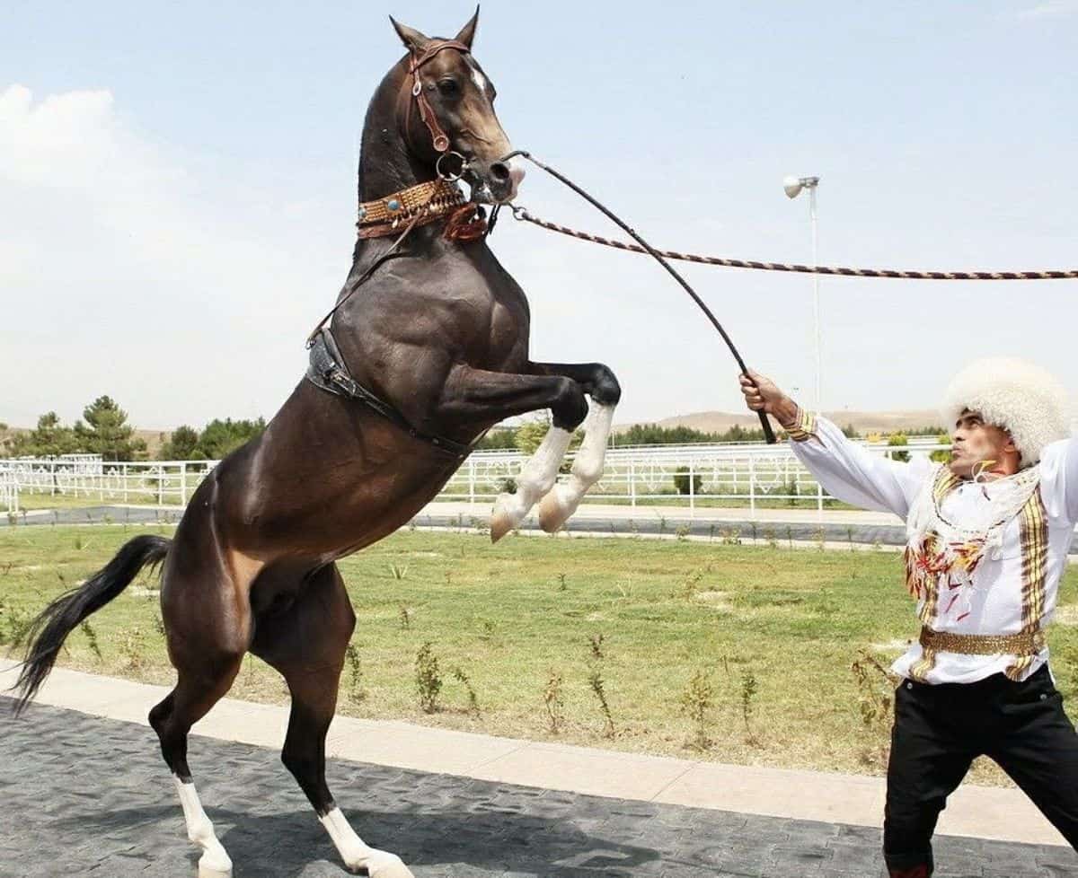 A majestic brown Akhal-Teke horse stands on hick back legs on training.