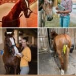 11 Horse Gadgets and Apps for Tech Lovers pinterest image.