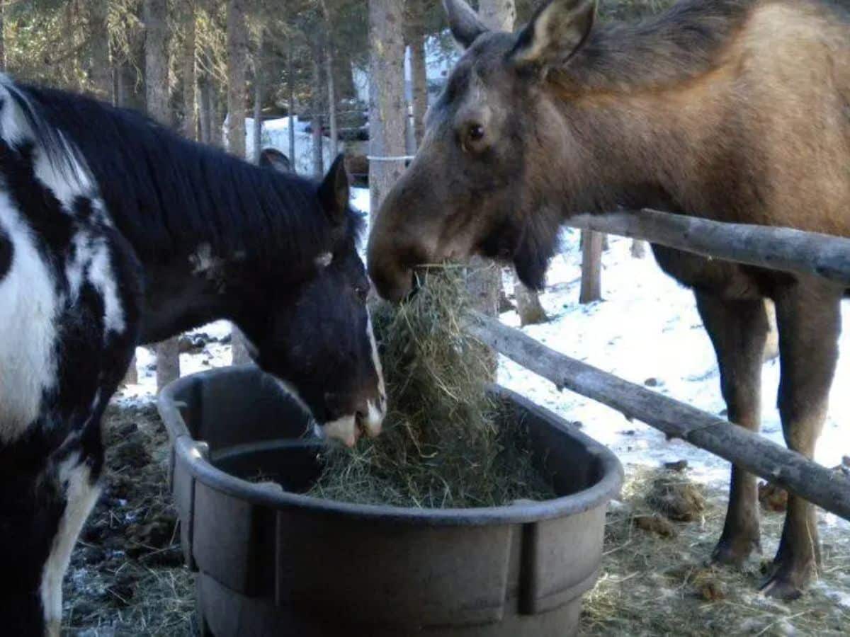 A moose and a horse feed together.