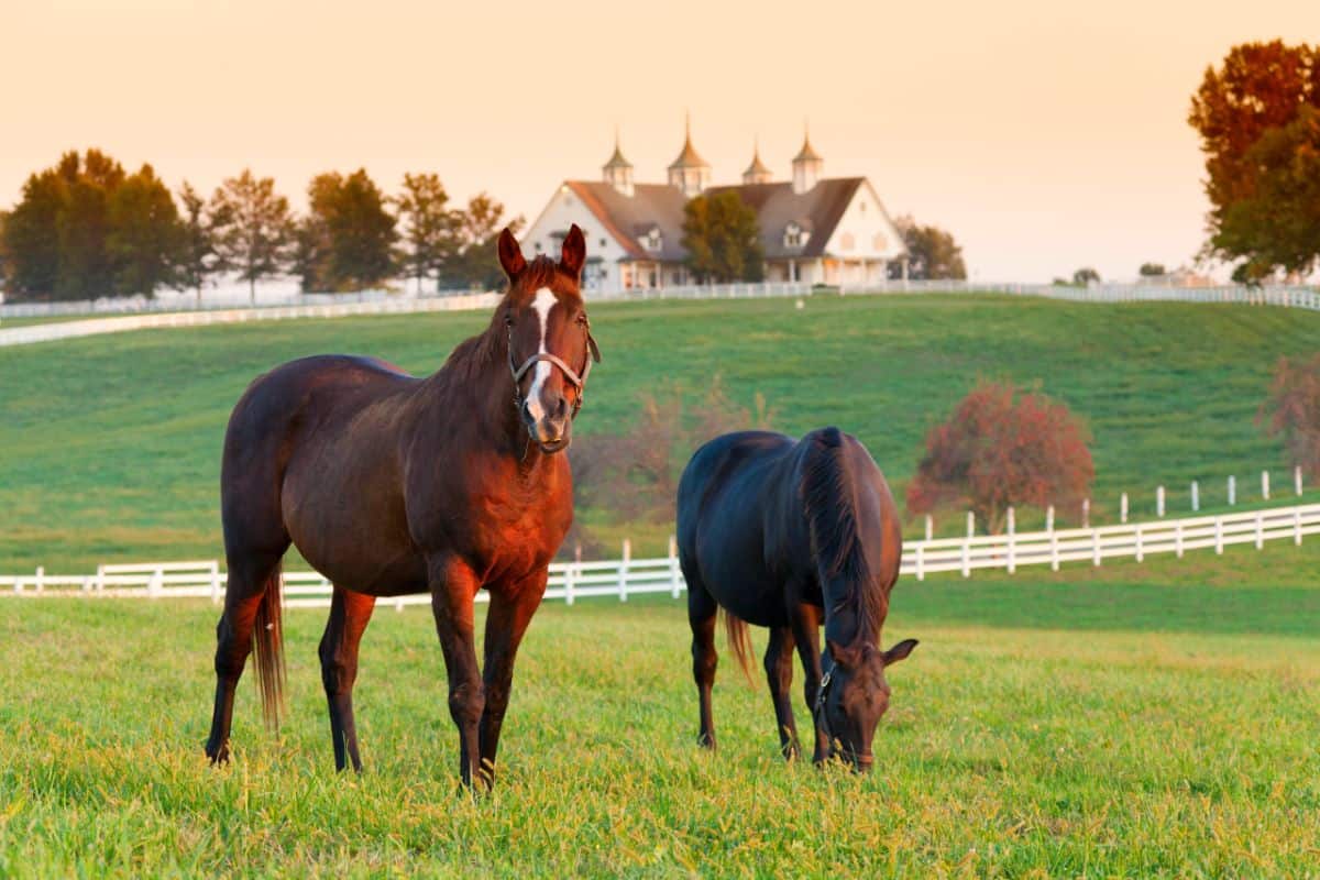 Two brown horses grazing on a farm.