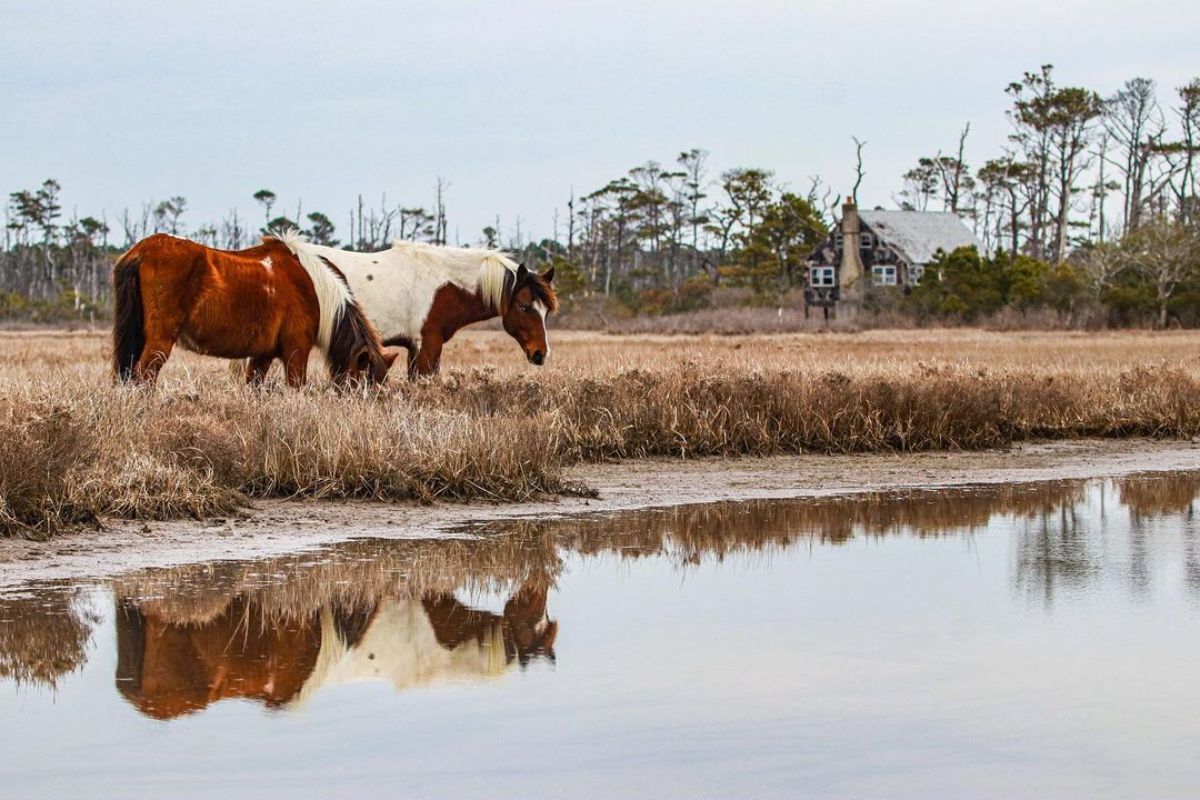 Two horses explore a river area.