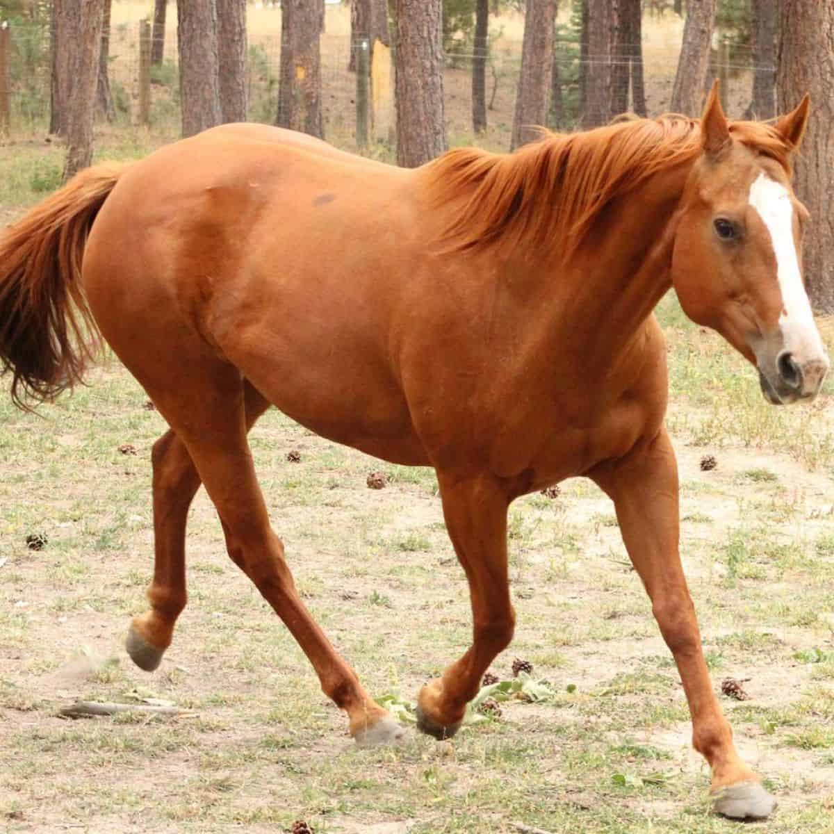 Black Forest Horse runs in the woods.