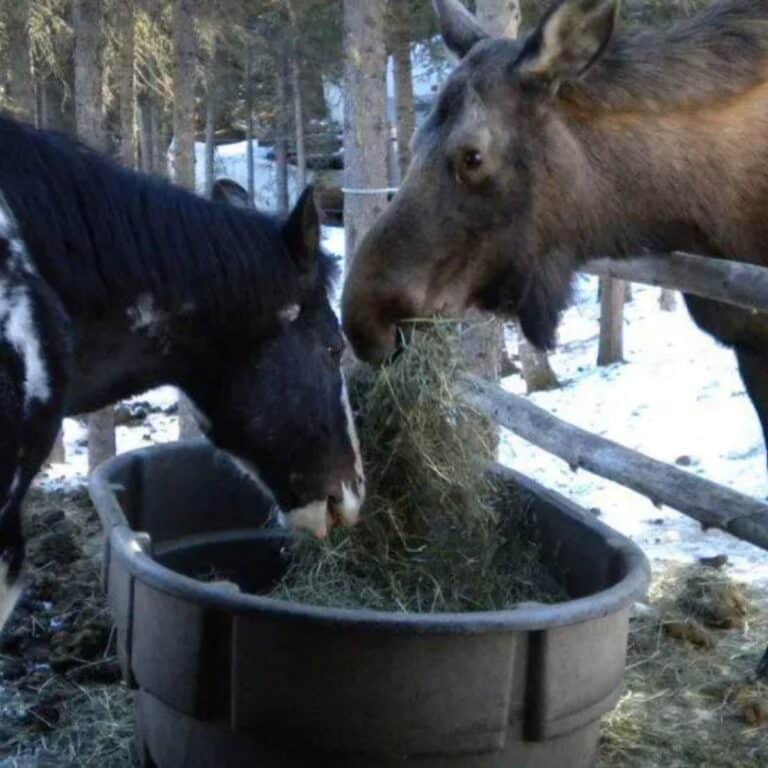 A moose and a horse eating together.