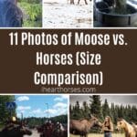 11 Photos of Moose vs. Horses (Size Comparison) pinterest image.