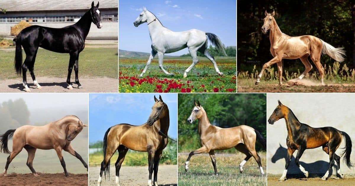 rare horse colors