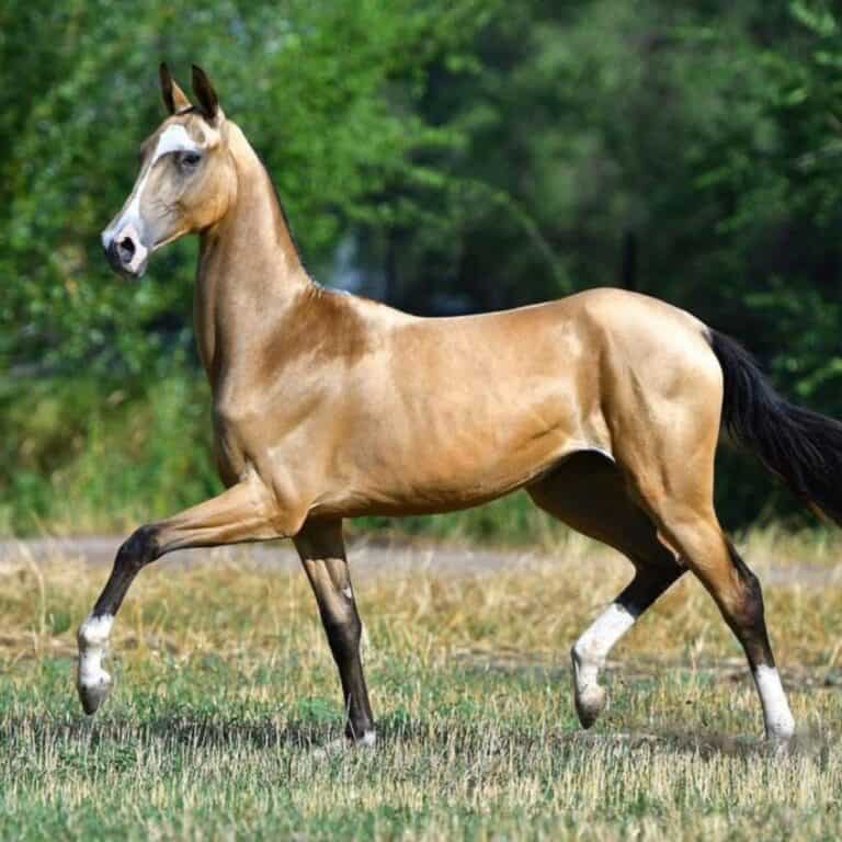 A light-brown Akhal-Teke horse walks on a meadow.