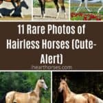 11 Rare Photos of Hairless Horses (Cute-Alert) pinterest image.
