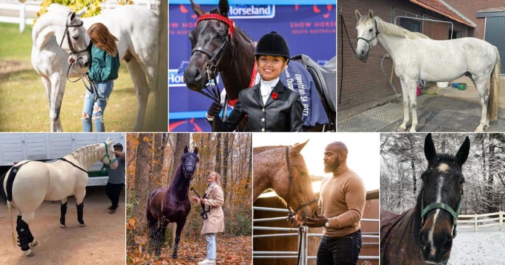 11 Reasons Why Horses Love To Eat Sugar Cubes