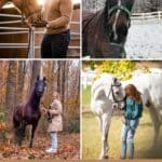 11 Reasons Why Horses Love To Eat Sugar Cubes pinterest image.
