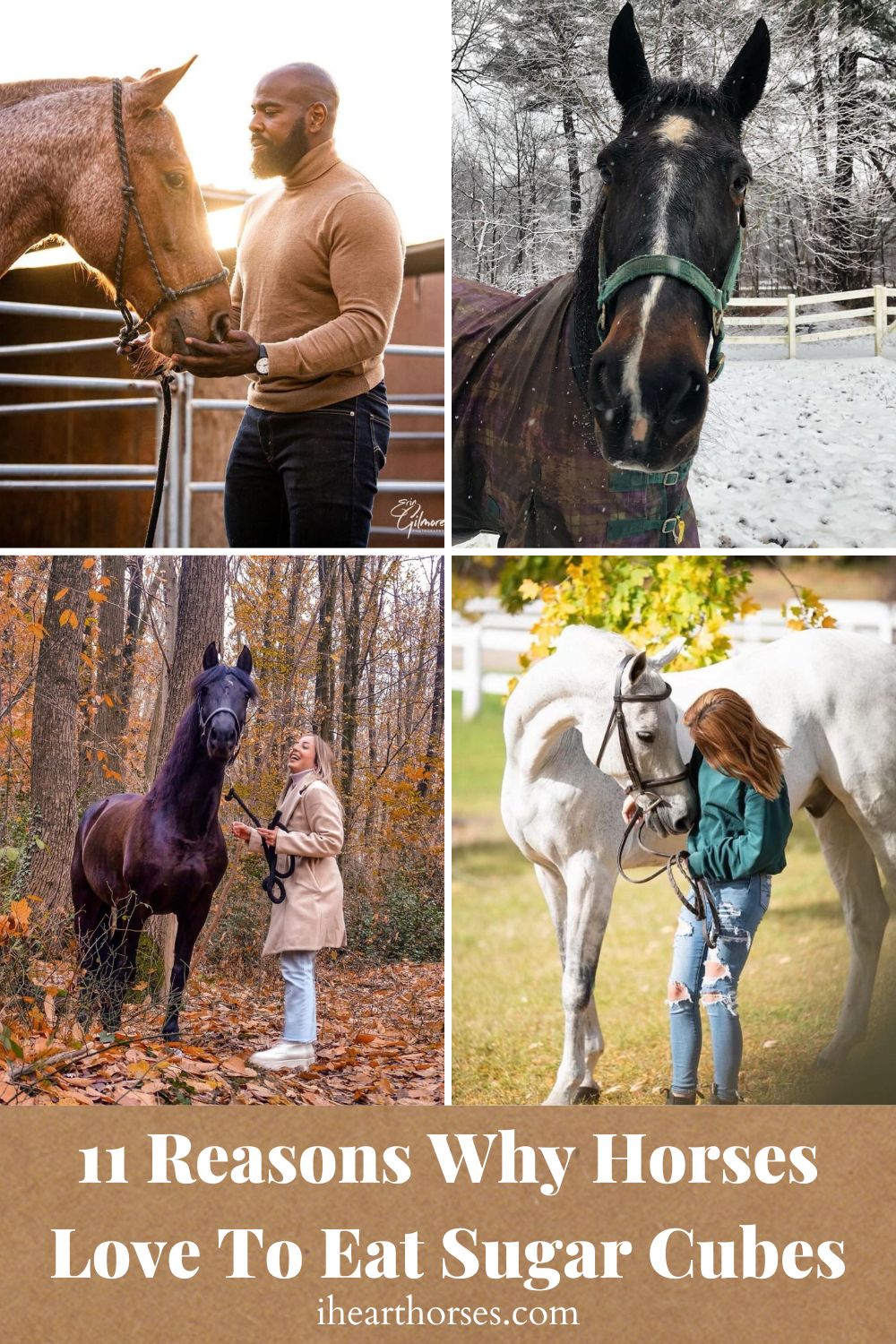 11 Reasons Why Horses Love To Eat Sugar Cubes