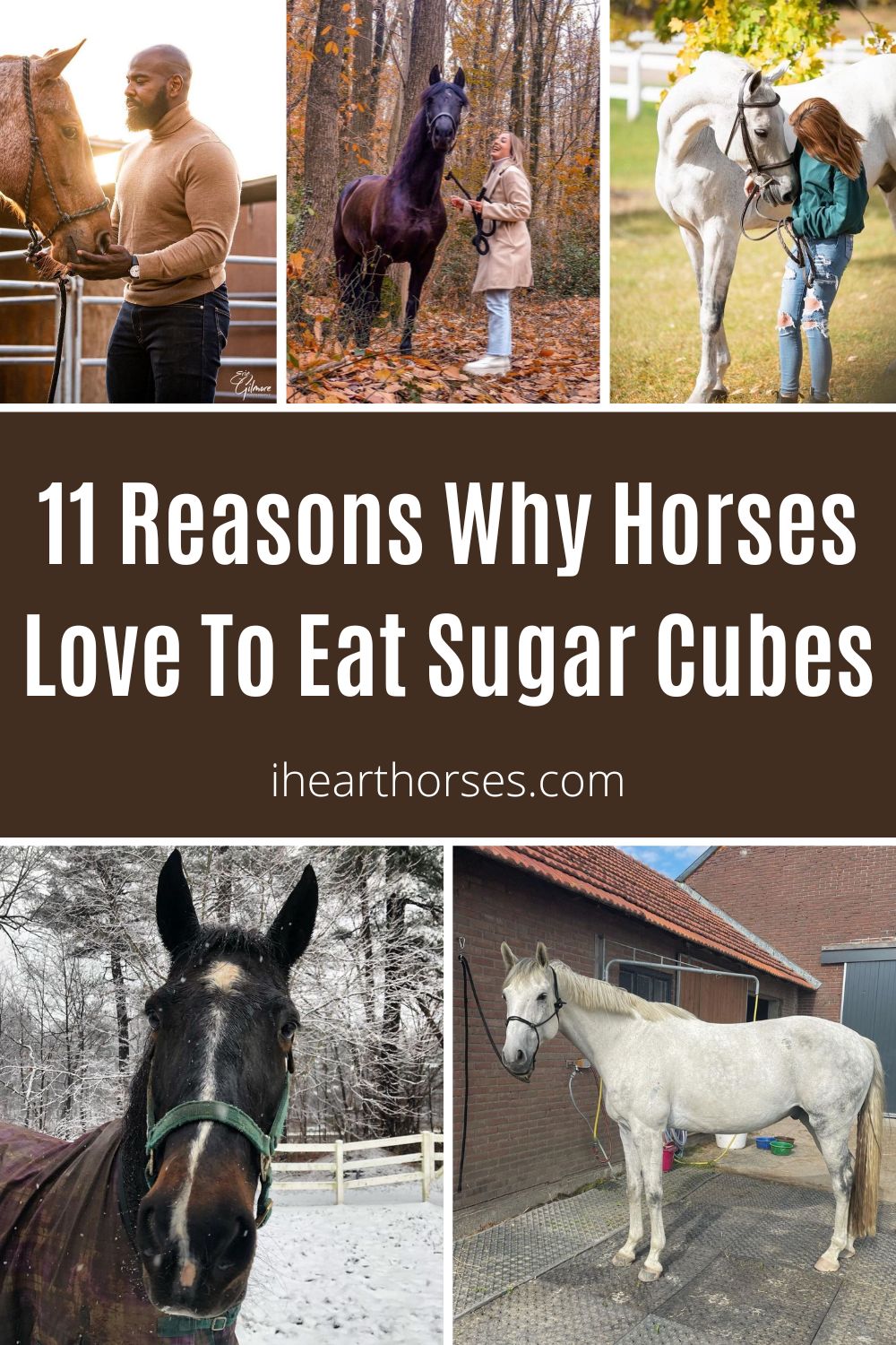 11 Reasons Why Horses Love To Eat Sugar Cubes