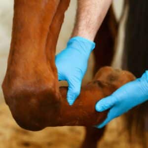 A veterinarian examing a horse leg.