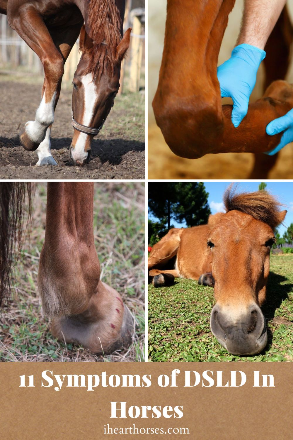 11 Symptoms of DSLD In Horses
