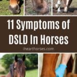 11 Symptoms of DSLD In Horses pinterest image.