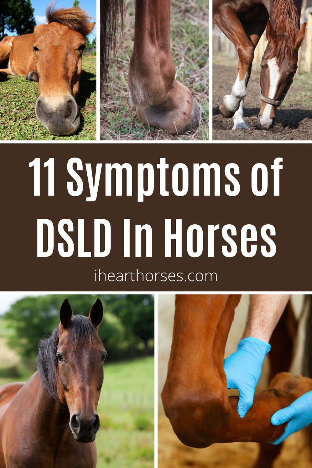 11 Symptoms of DSLD In Horses