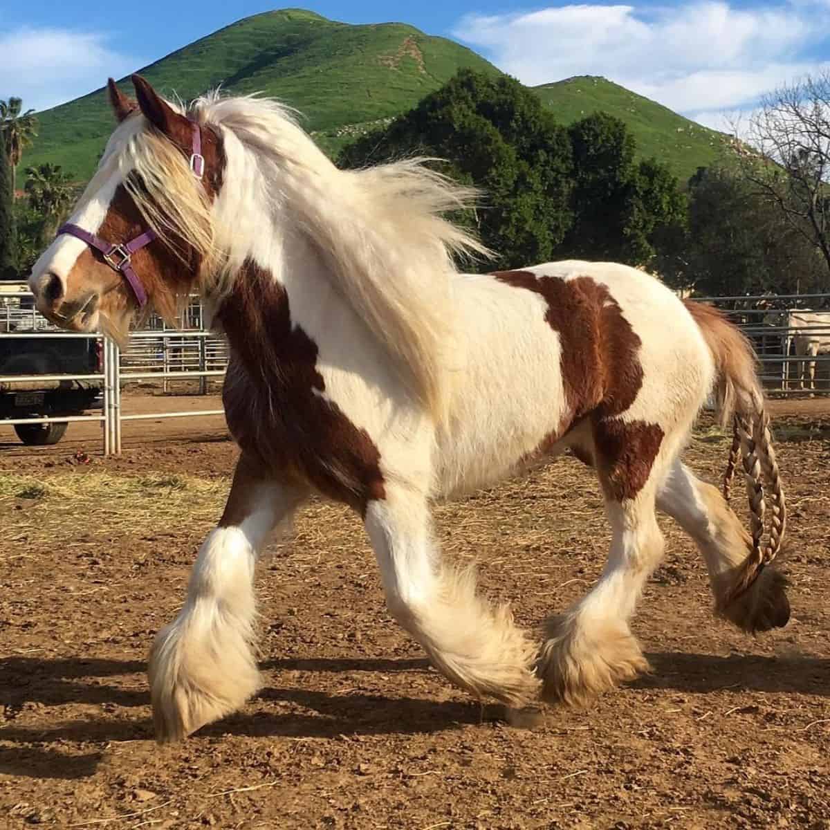 A beautiufl Gypsy Vanner horse with a white mane and feathered legs.