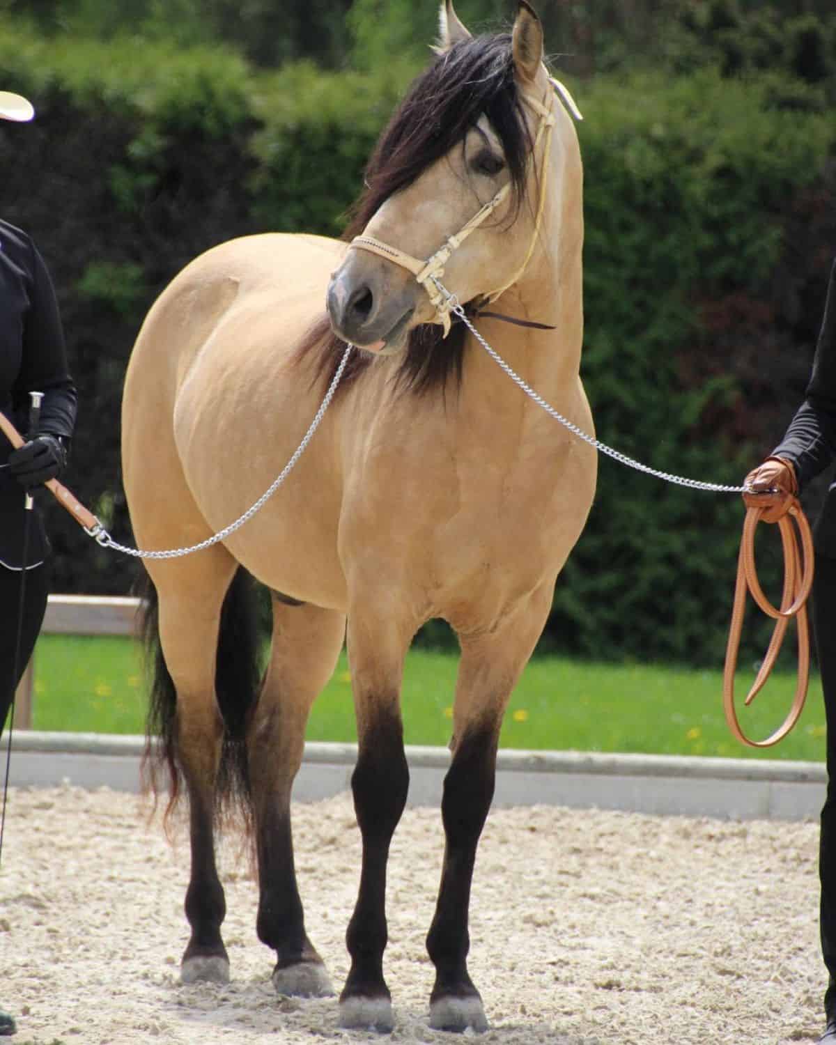 A beautiful light-brown Paso Fino horse with a black mane.