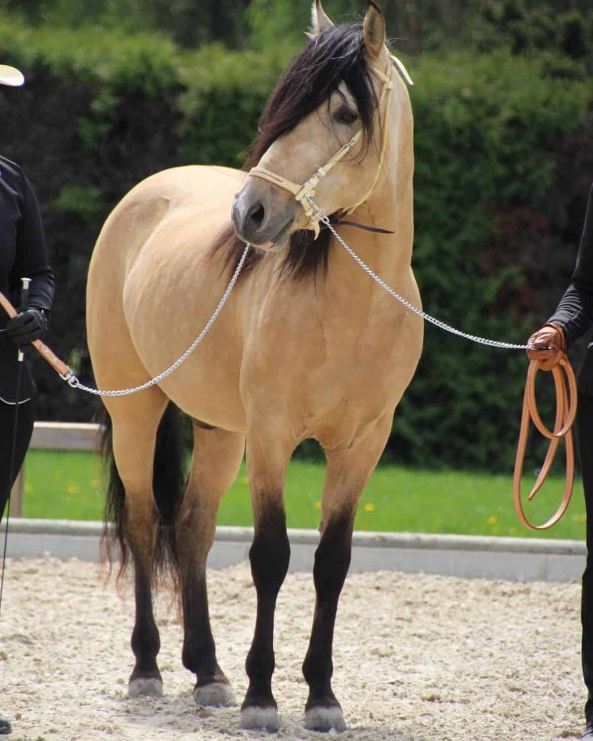 21 Marvelous Long-Haired Horses (With Feathered Legs)