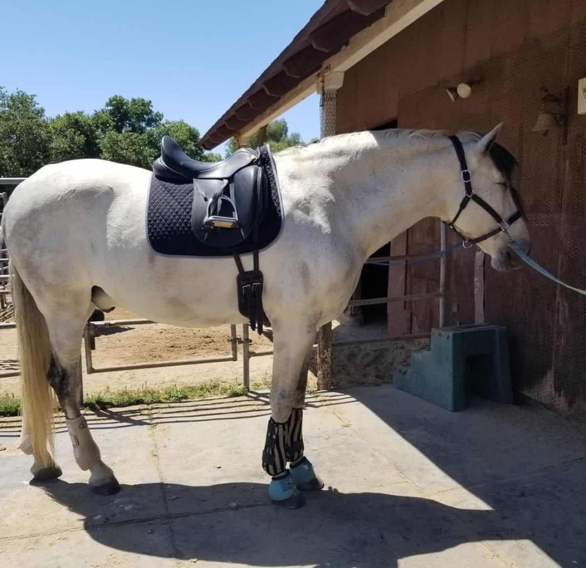 A white Andalusian horse stands infront of a stable.