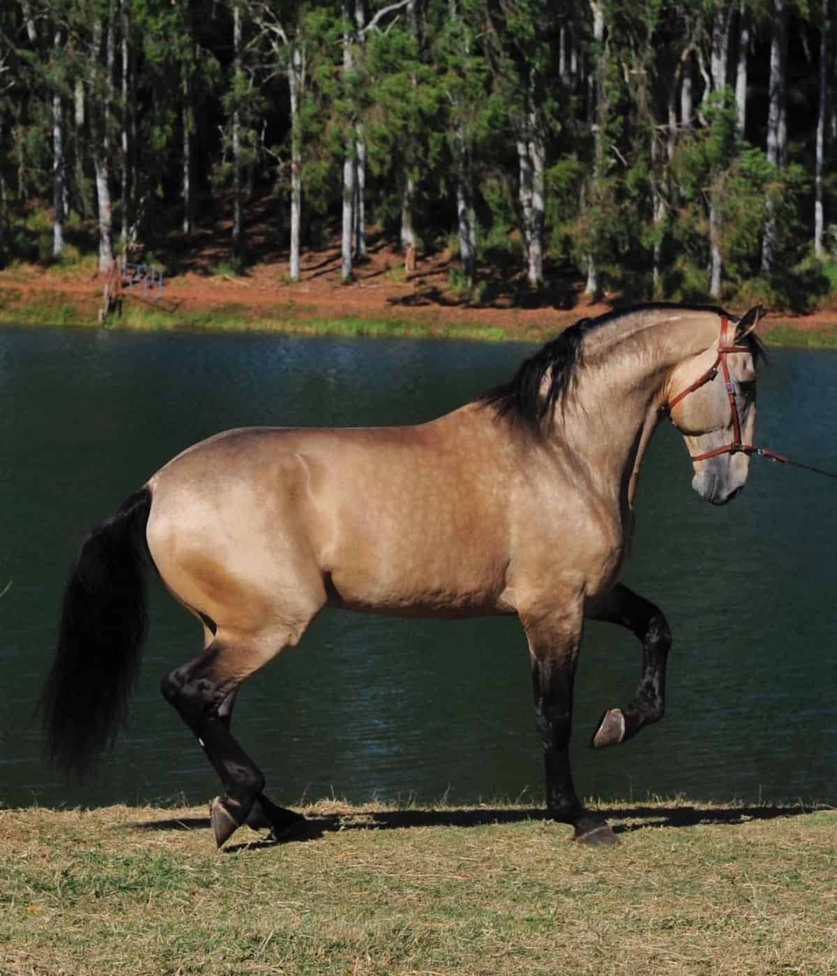 A brown Lusitano horse with black mane stands near a lake.