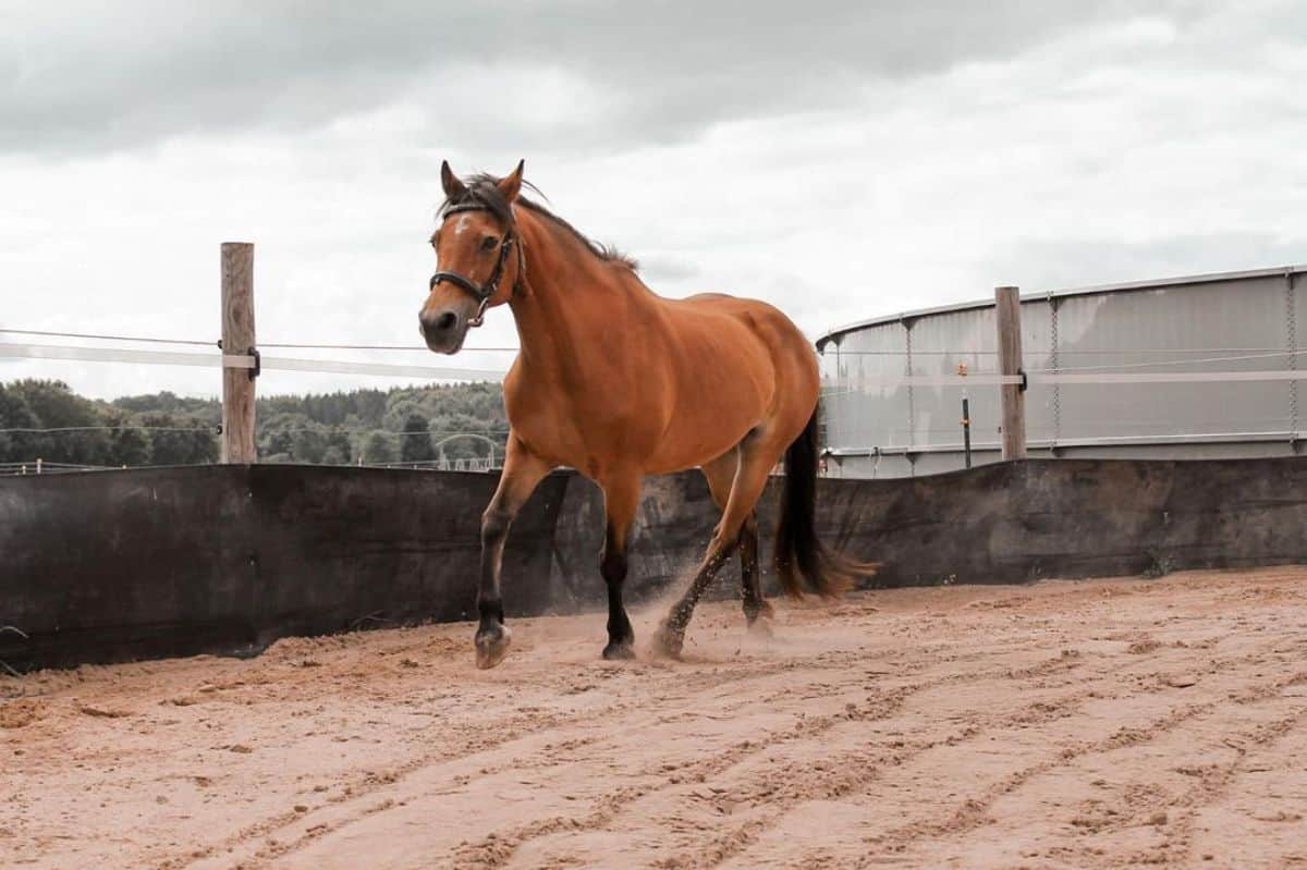 A brown Dartmoor Pony horse runs on a ranch.
