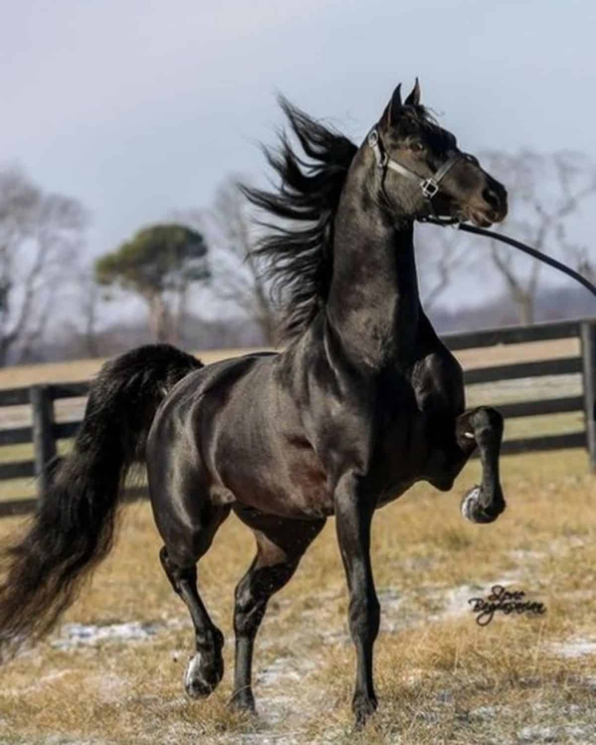 9 Breathtaking Draft Horse Breeds With Long Flowing Manes and