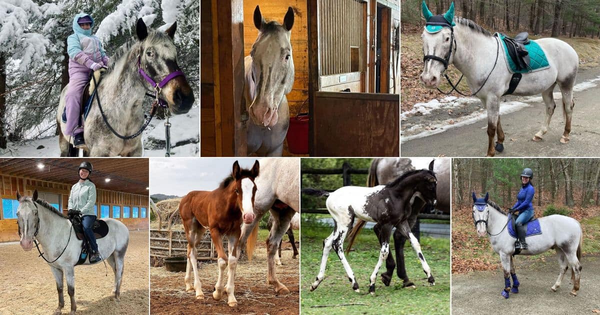 17 Magnificent Colorado Ranger Horses (Unique Photos) facebook image.