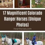 17 Magnificent Colorado Ranger Horses (Unique Photos) pinterest image.