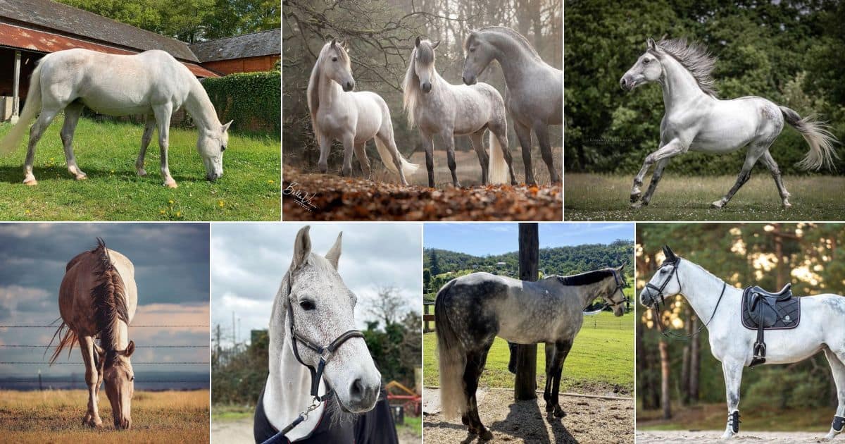 17 Photos of Marvelous Gray Horses (Rose & Steel Colors) facebook image.
