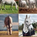 17 Photos of Marvelous Gray Horses (Rose & Steel Colors) pinterest image.