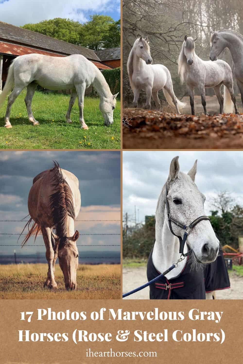 17 Photos of Marvelous Gray Horses (Rose & Steel Colors)