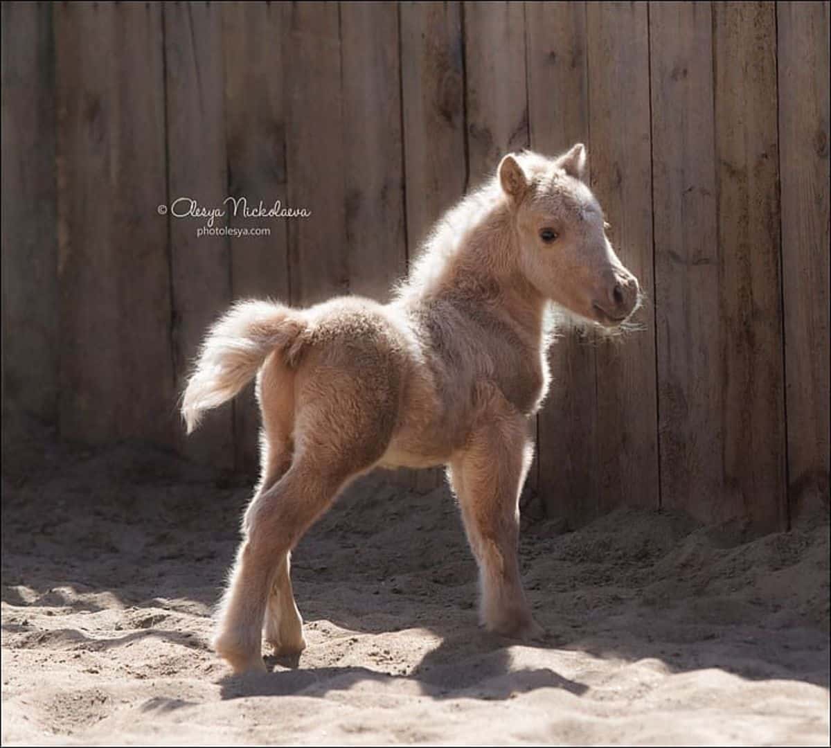 An adorable Miniature horse with a thick fur.