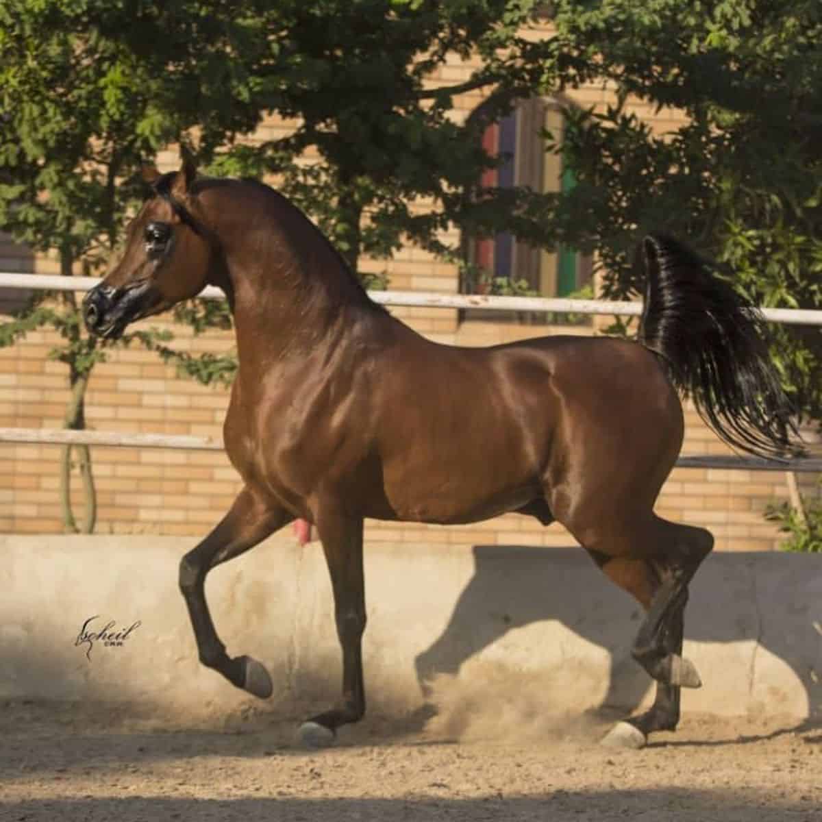 A brown Arabian hrose runs on a ranch.