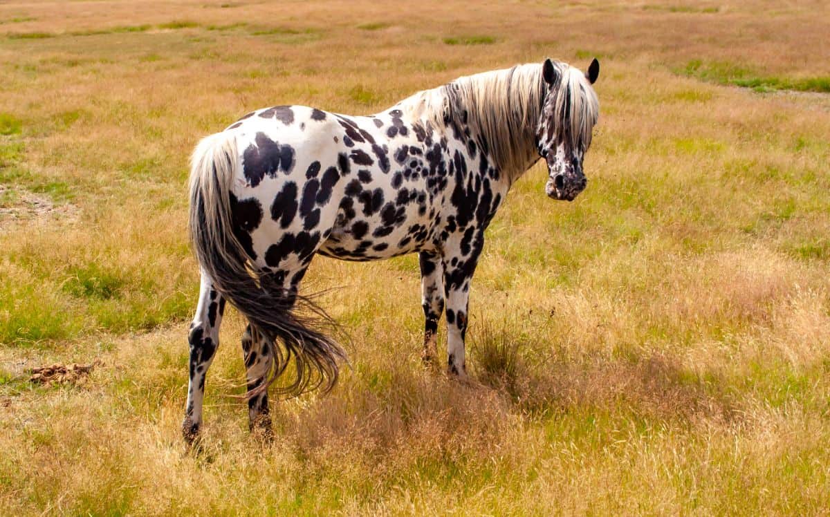 A beautiful Appaloosa horse with black spots stands on a pasture.