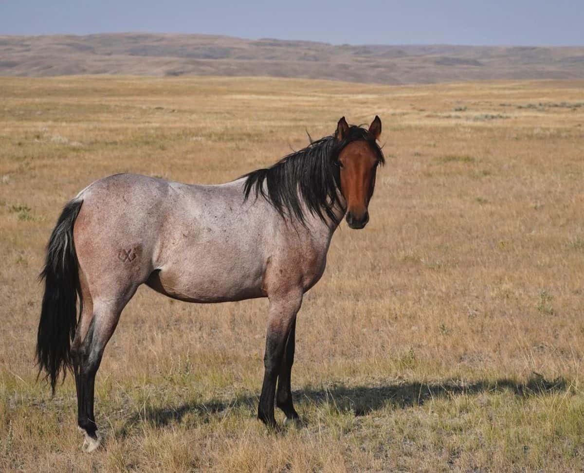 A brown Appendix Quarter Horse stands on a field.