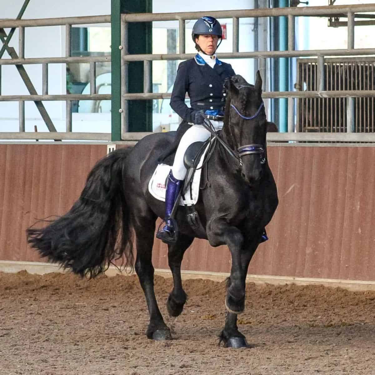 A woman rides a black Friesian Horse.