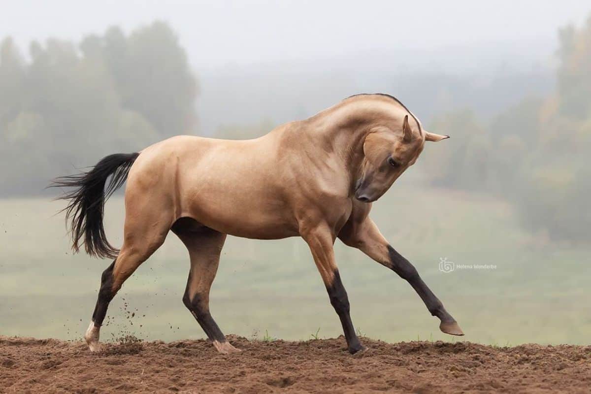 A Buckskin Akhal-Teke horse.